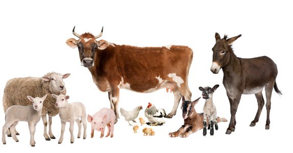 Farm Animals