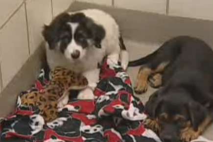 Image of puppies sitting in a room.