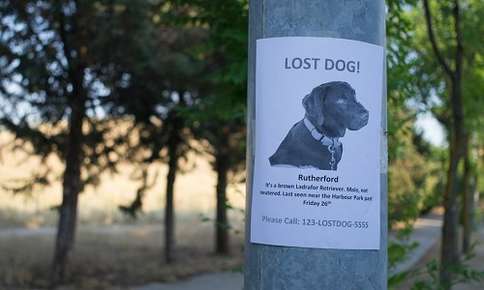 Lost dog poster