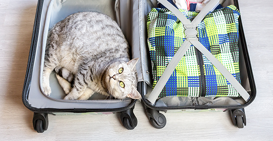 Gray cat in a suitcase.