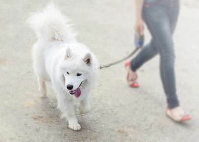 image of woman walking white dog