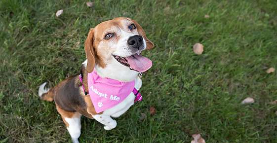 Image of a dog wearing adopt me bandana. 