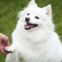 White dog shaking a paw.