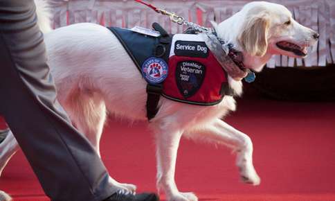 Golden retriever service dog. 