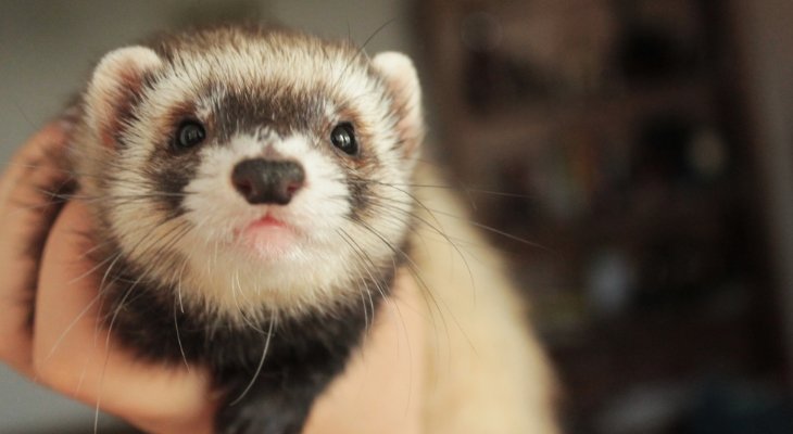 ferret