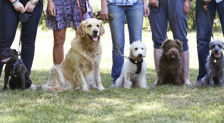 dogs getting trained