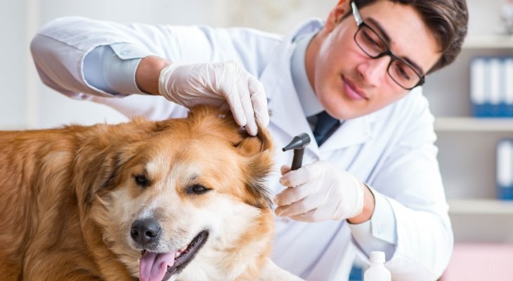 dog getting examined