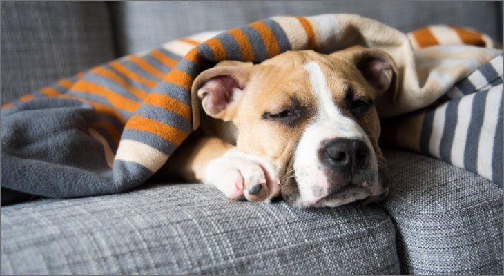 dog on couch