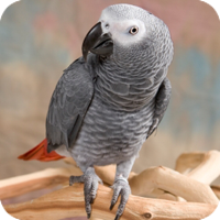 african_gray_parrott.png