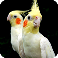 cockatiel.png