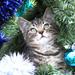 Holiday Hazards for Pets  